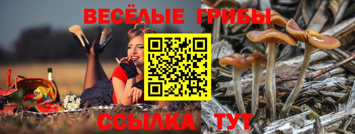 Котовск  Галлюциногенные грибы Magic Shrooms  купить наркотик  Вход с VPN 