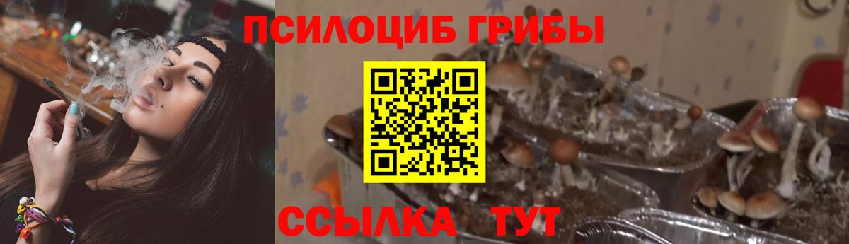 Галлюциногенные грибы Psilocybe Котовск